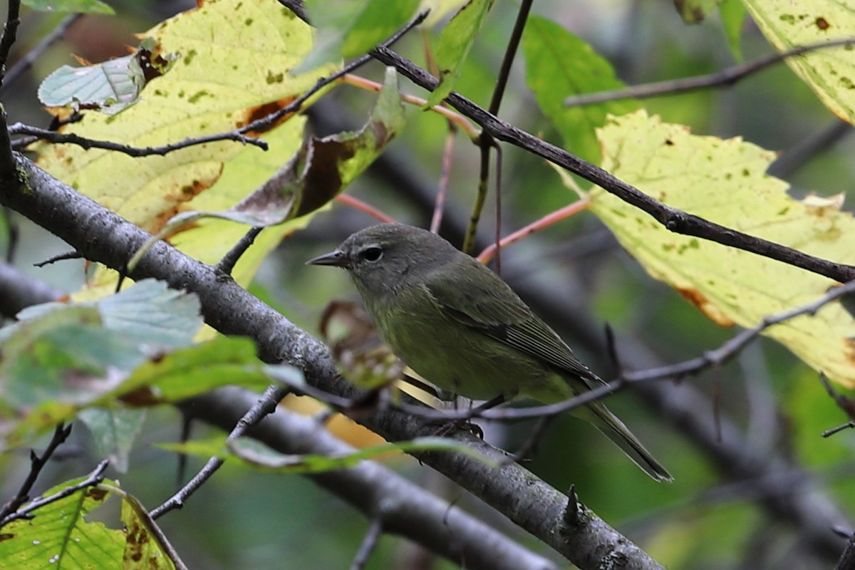 Orange-crowned Warbler - ML372890241