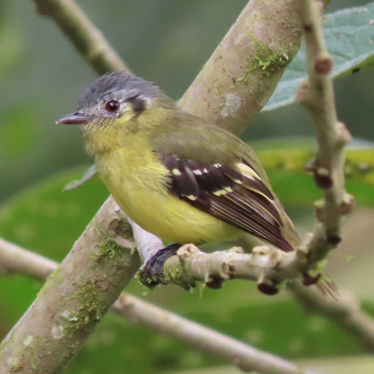 Ashy-headed Tyrannulet - Emily Larson