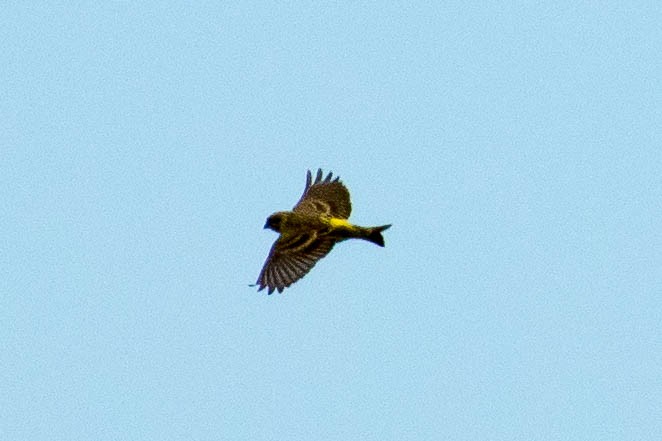 European Serin - ML37289211