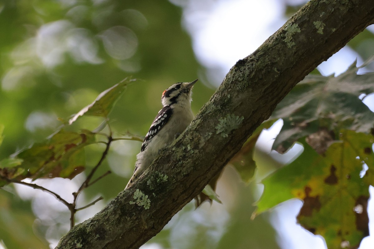 Downy Woodpecker - Chris Kennelly