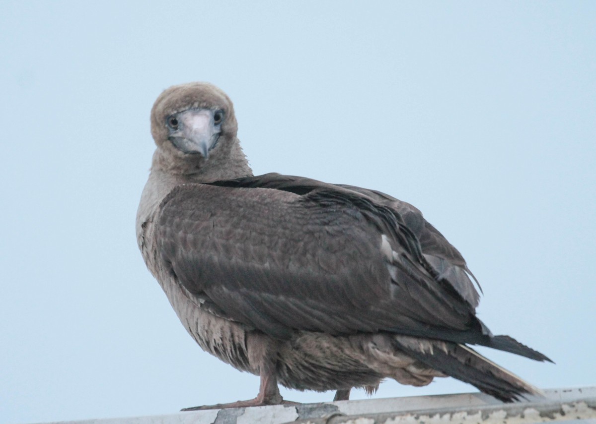 Red-footed Booby - Tracy Drake