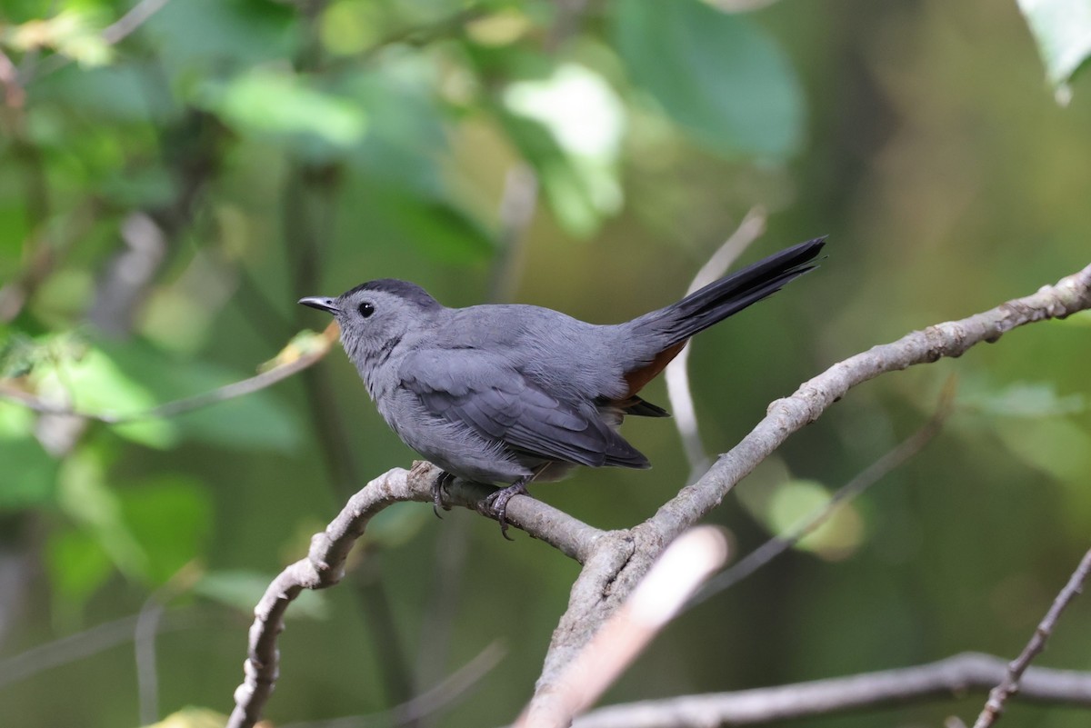 Gray Catbird - Chris Kennelly