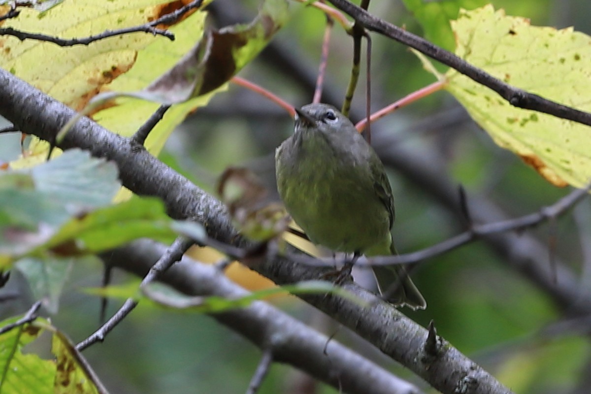 Orange-crowned Warbler - ML372894441