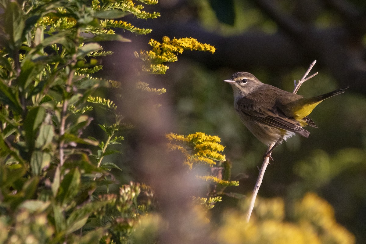 Palm Warbler (Western) - ML372894831