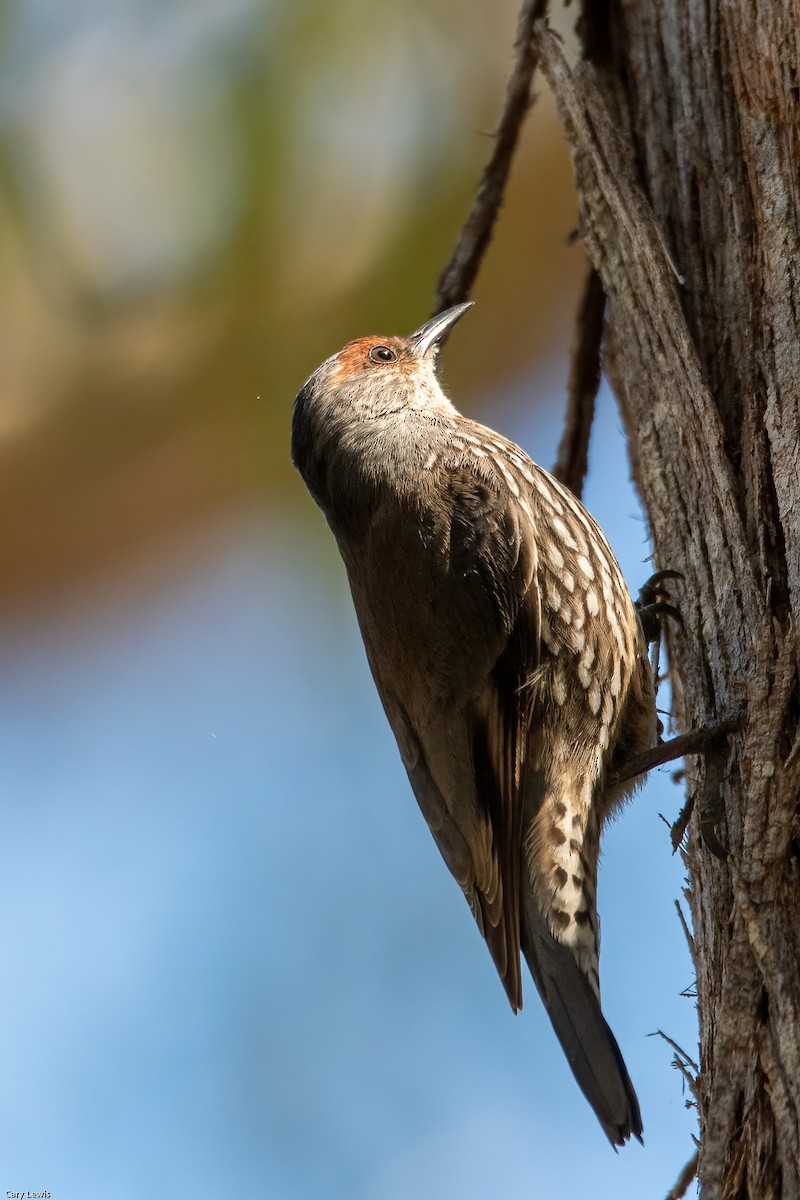 Red-browed Treecreeper - Cary Lewis