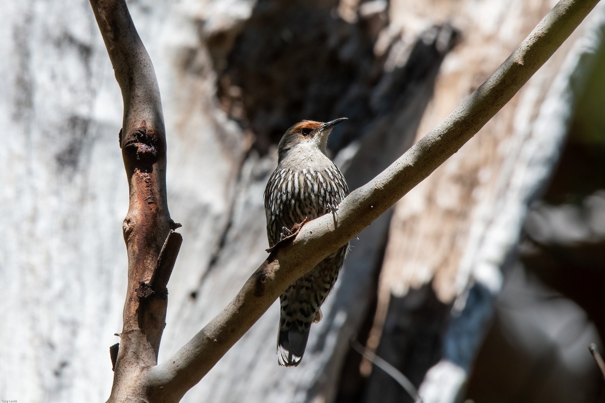 Red-browed Treecreeper - Cary Lewis