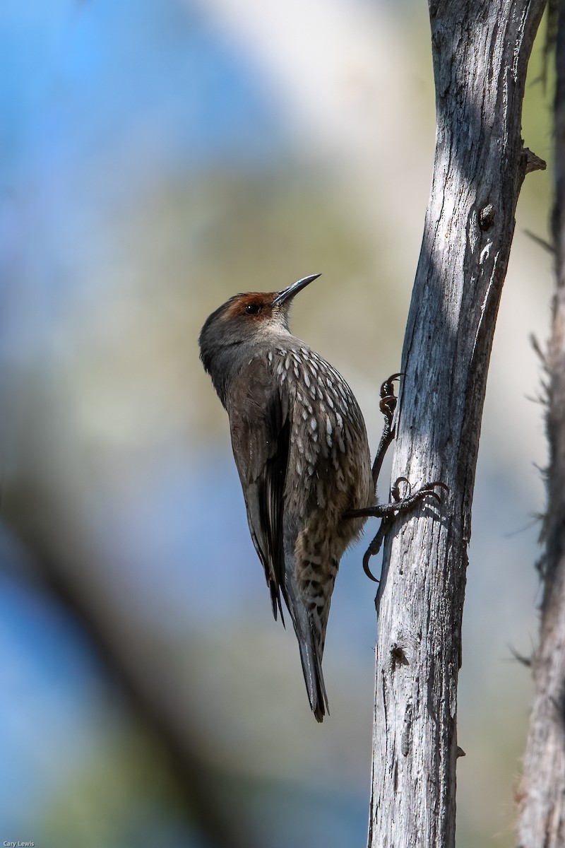 Red-browed Treecreeper - ML372897071