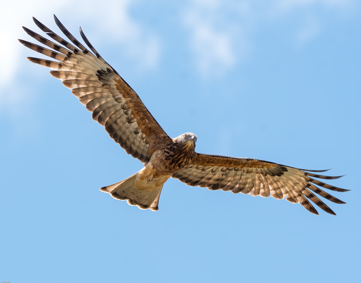 Square-tailed Kite - ML372897481