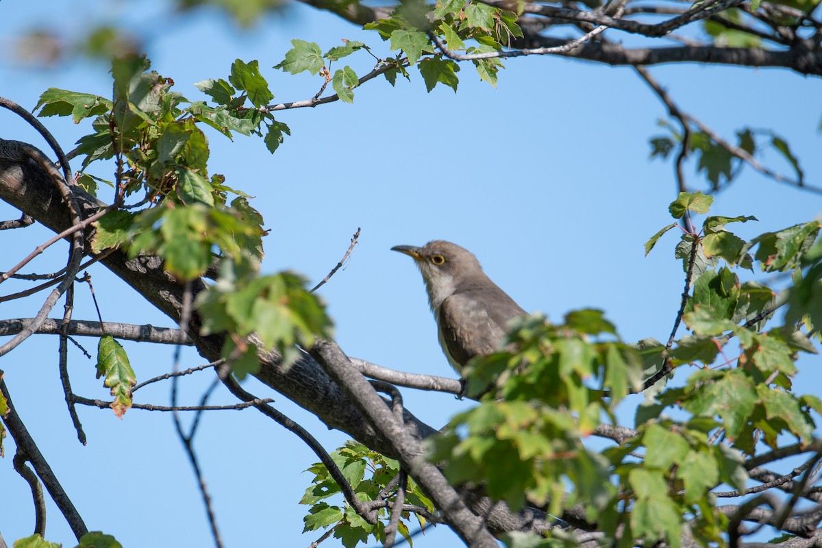 Yellow-billed Cuckoo - ML372897531