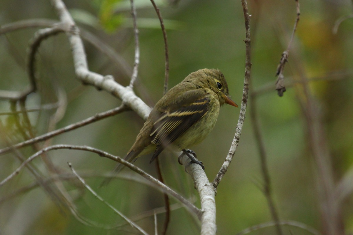 Western Flycatcher (Pacific-slope) - ML372897851