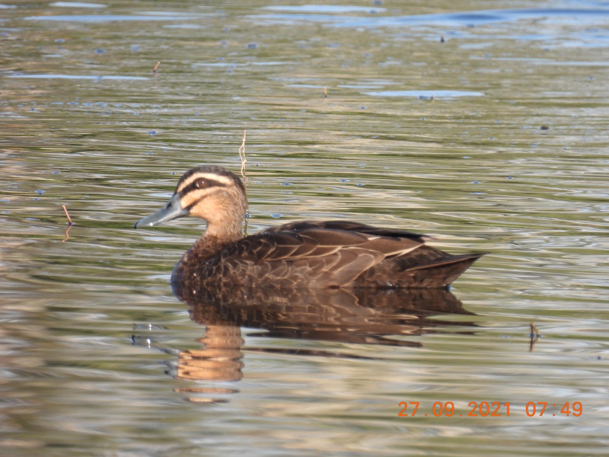 Pacific Black Duck - ML372899641