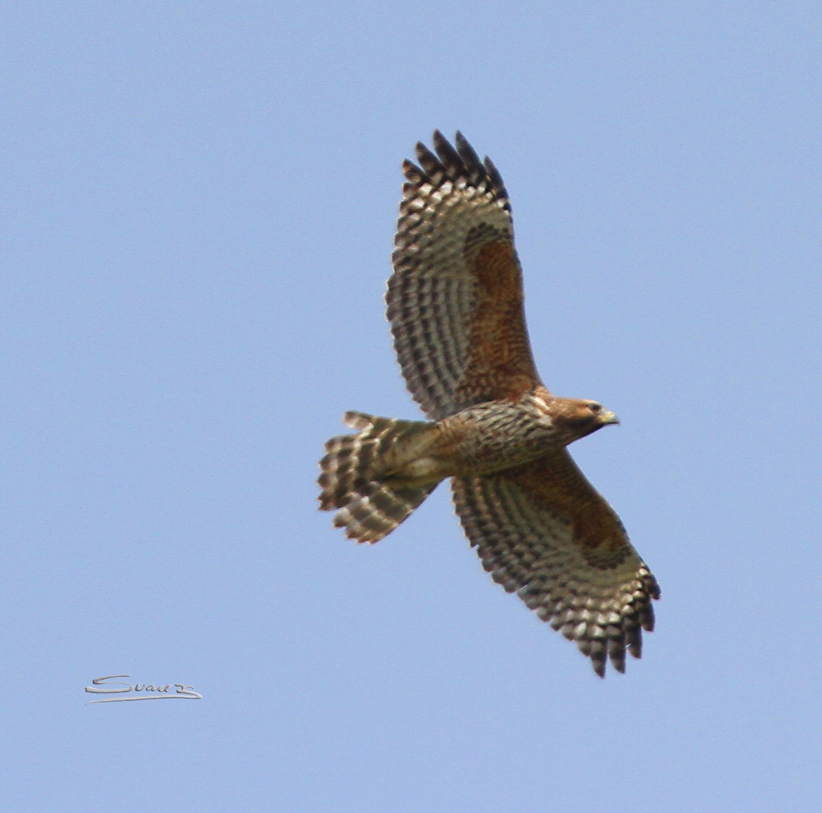 Red-shouldered Hawk - ML372900401