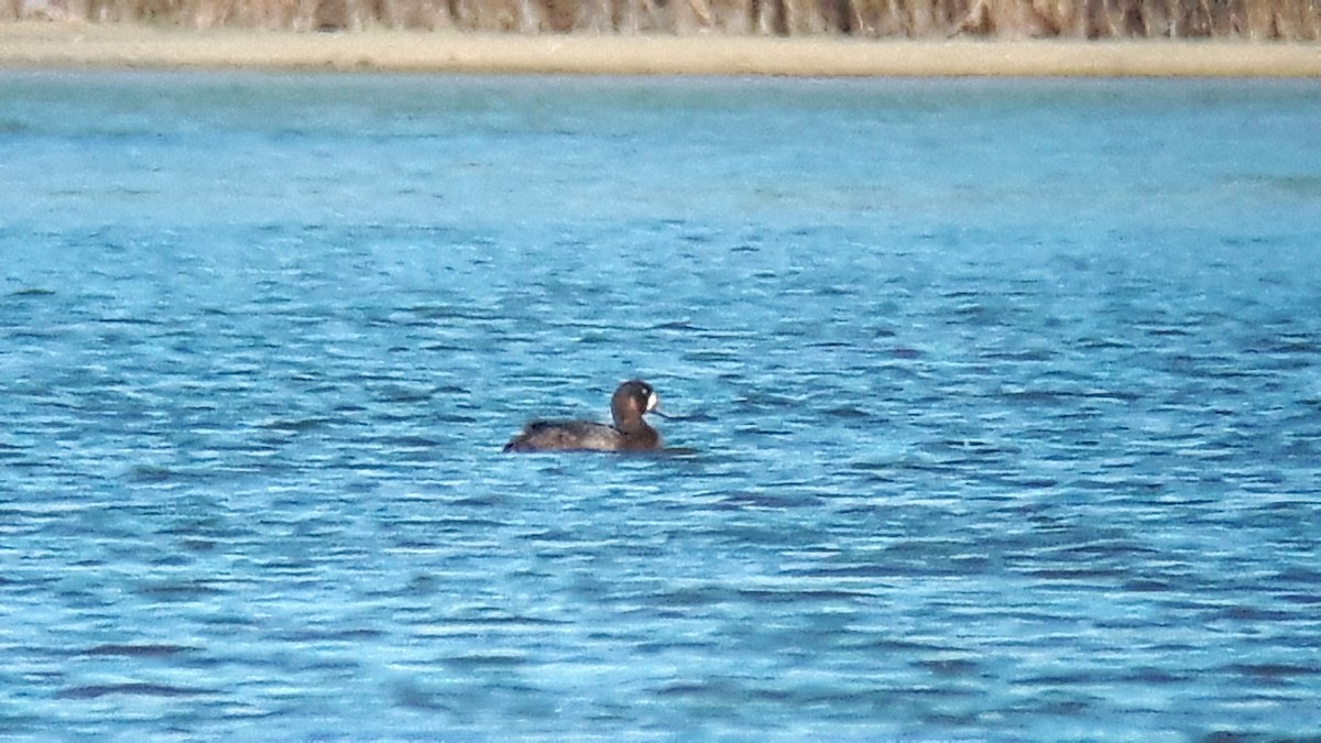 Greater Scaup - ML37290071