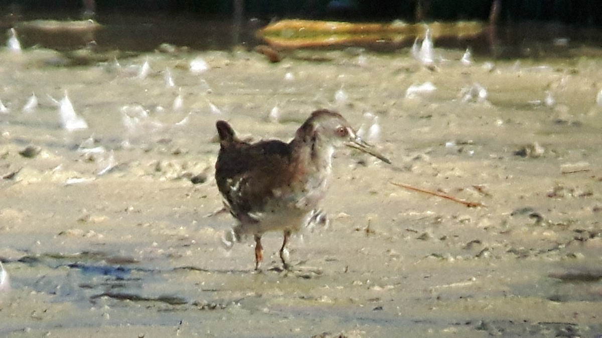 Water Rail - ML37290081