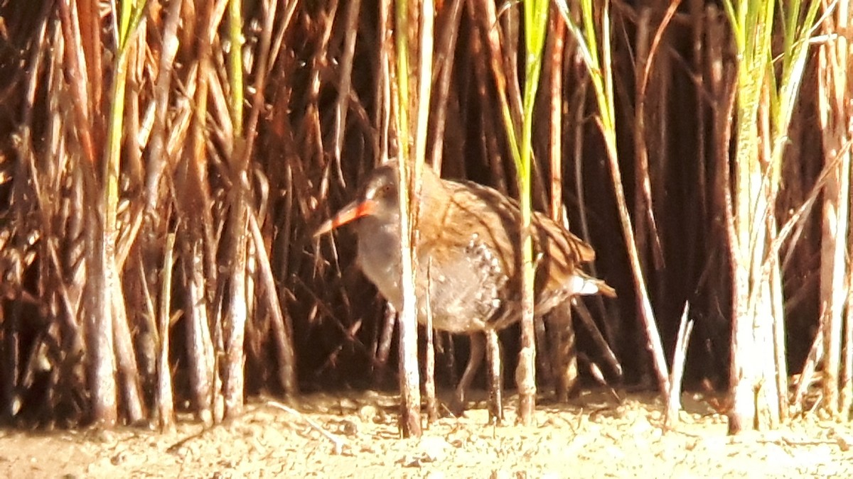 Water Rail - ML37290091