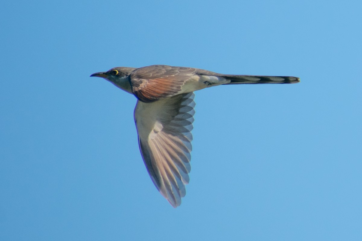 Yellow-billed Cuckoo - ML372901601