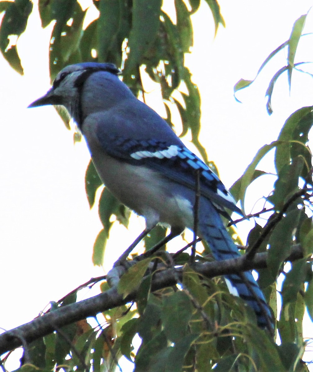 Blue Jay - ML372902791