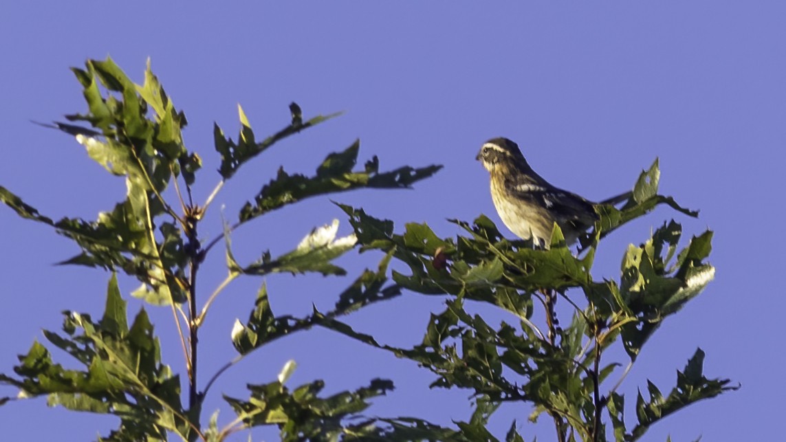 Rose-breasted Grosbeak - ML372903761