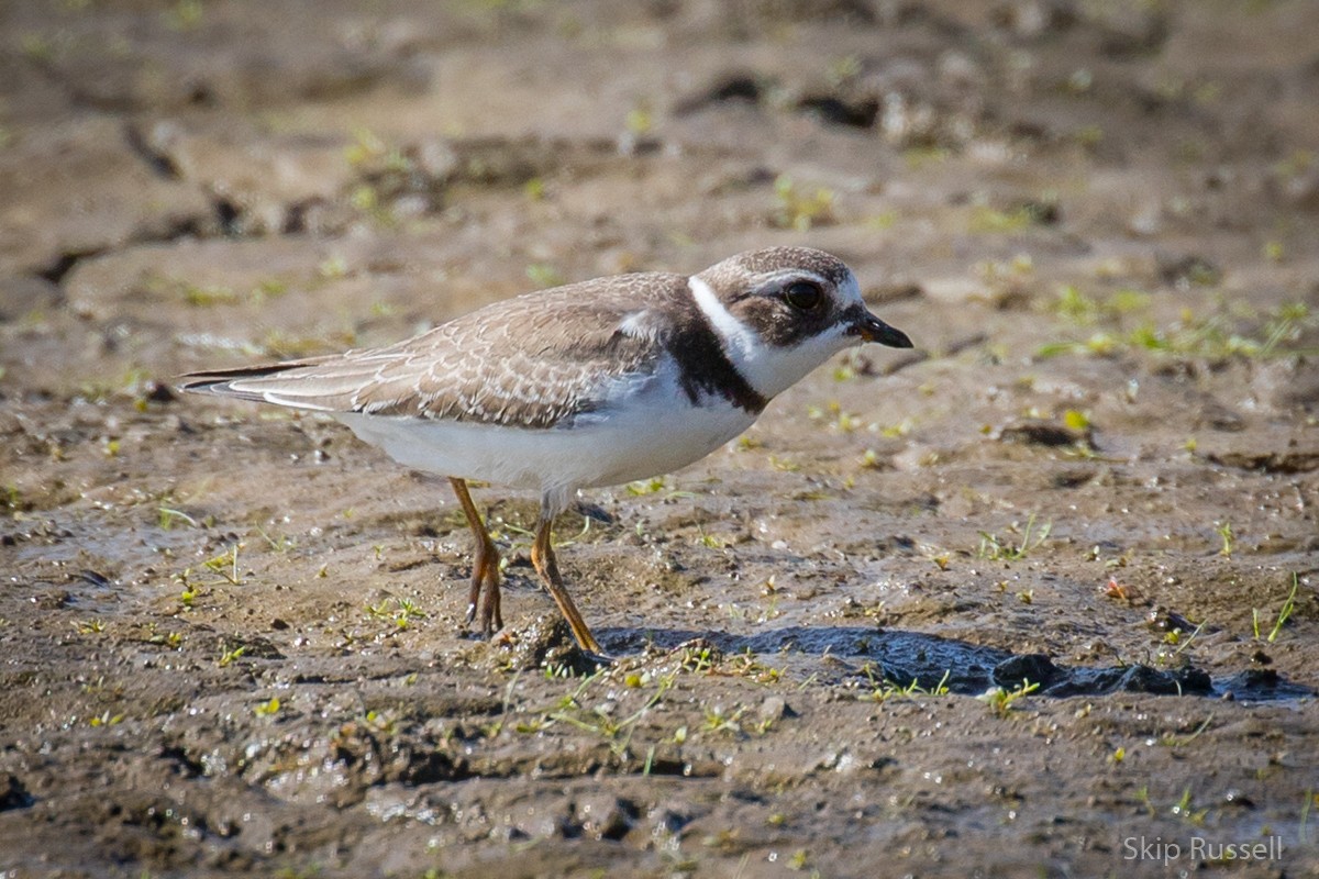 Semipalmated Plover - ML372905141