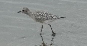 Black-bellied Plover - ML372906021