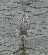 Black-bellied Plover - ML372906061