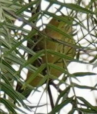 Yellow Warbler - Brad Rumble