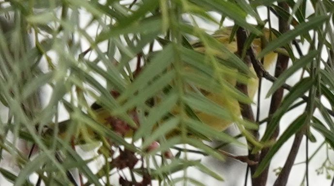 Yellow Warbler - ML372906161