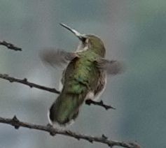 Anna's Hummingbird - ML372906171