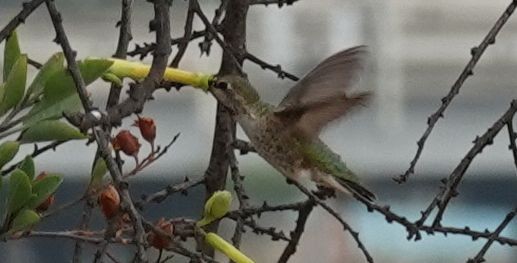 Anna's Hummingbird - ML372906181