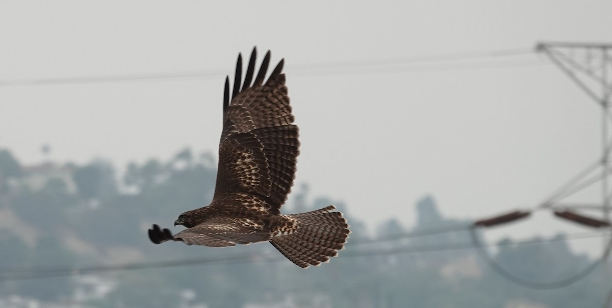 Red-tailed Hawk - ML372906221