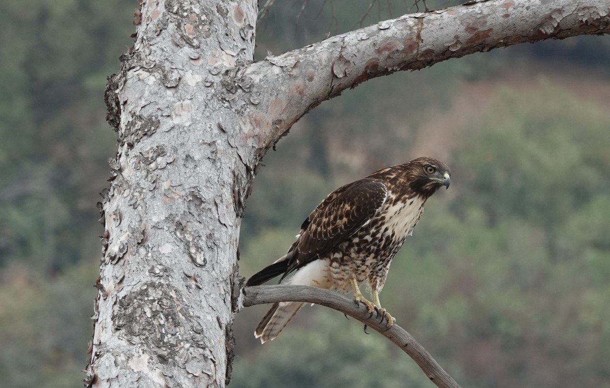 Red-tailed Hawk - ML372906261