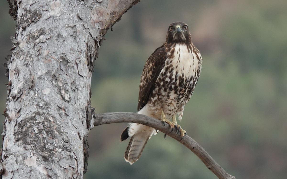 Red-tailed Hawk - ML372906271