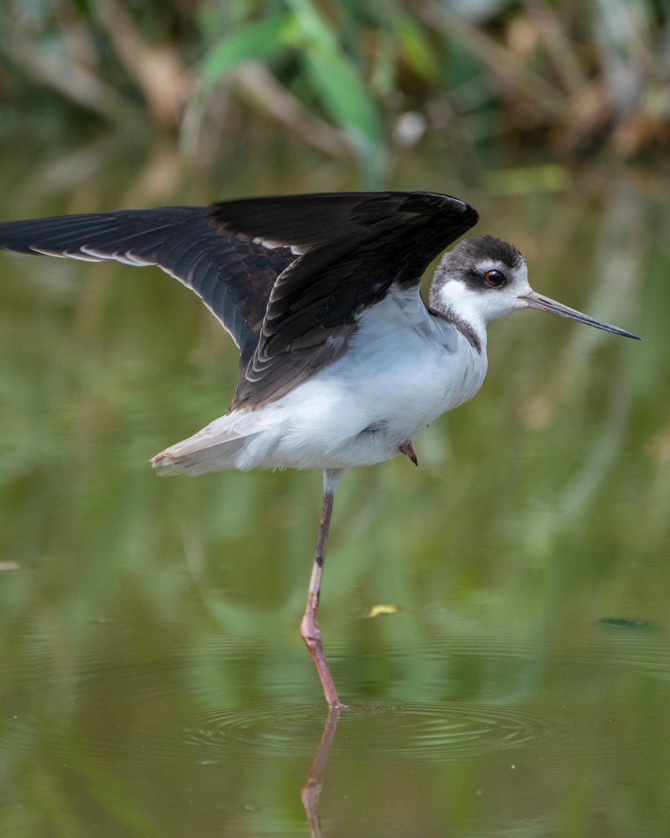 Black-necked Stilt - ML372910061