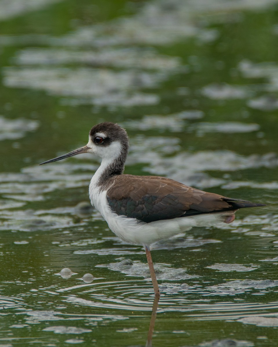 Black-necked Stilt - ML372910111