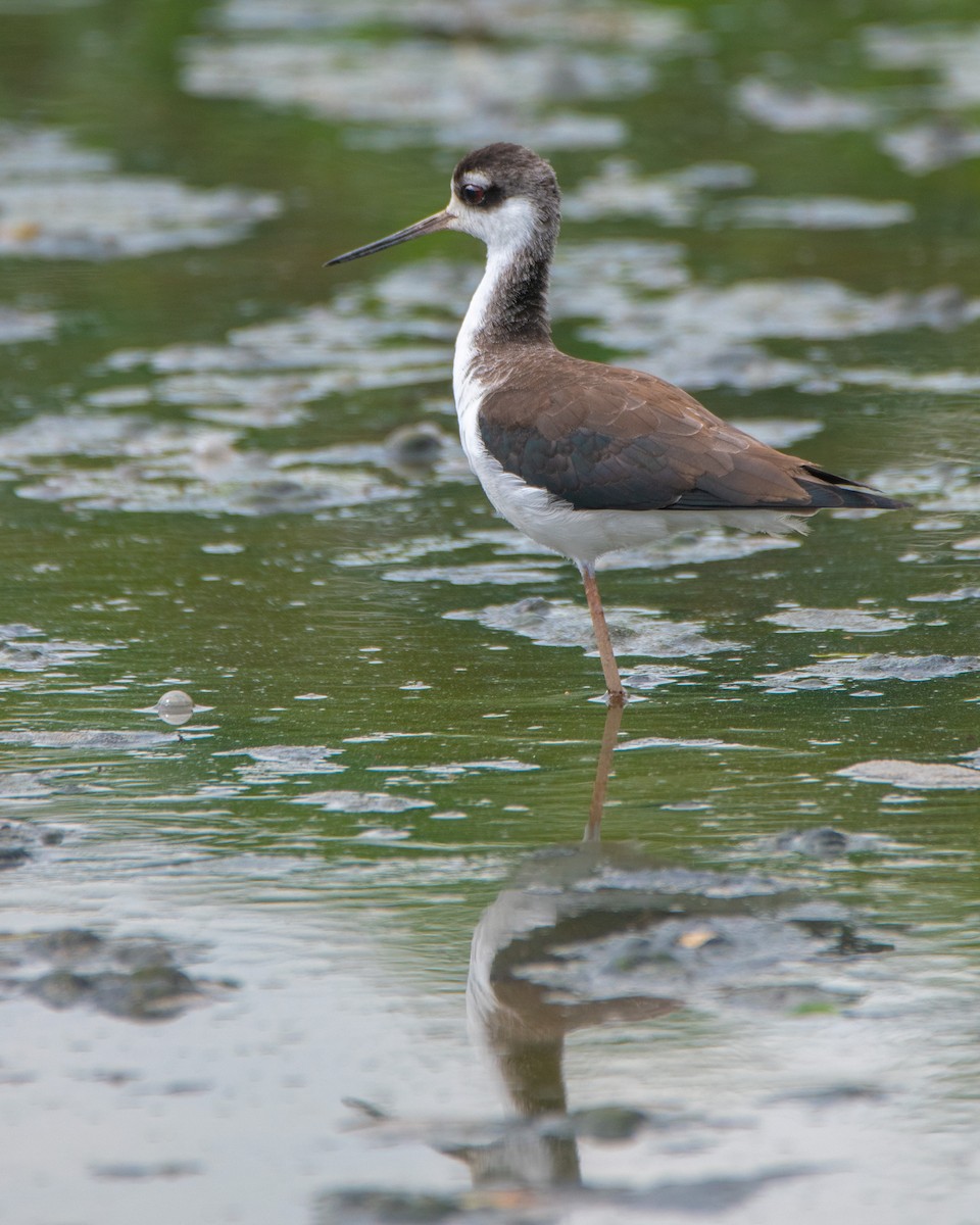 Black-necked Stilt - ML372910191