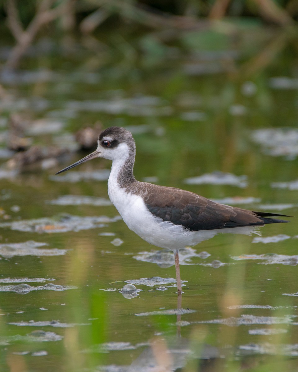 Black-necked Stilt - ML372910201