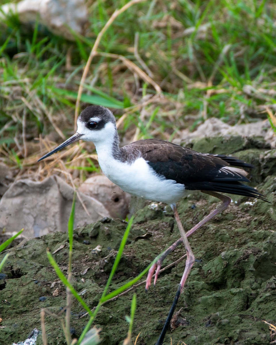 Black-necked Stilt - ML372910241