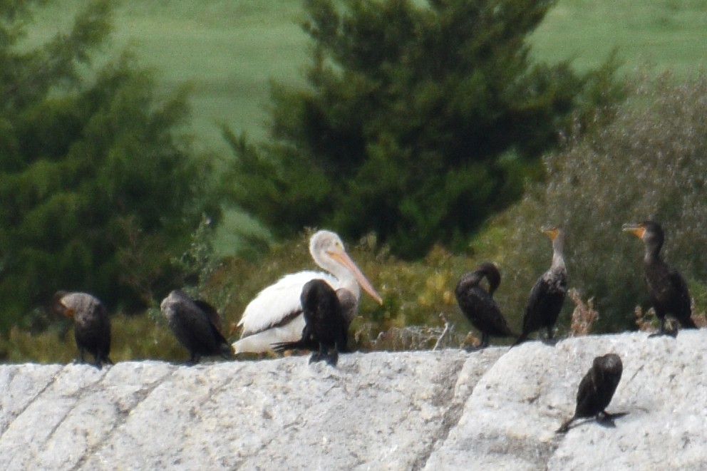 pelikán severoamerický - ML372910331