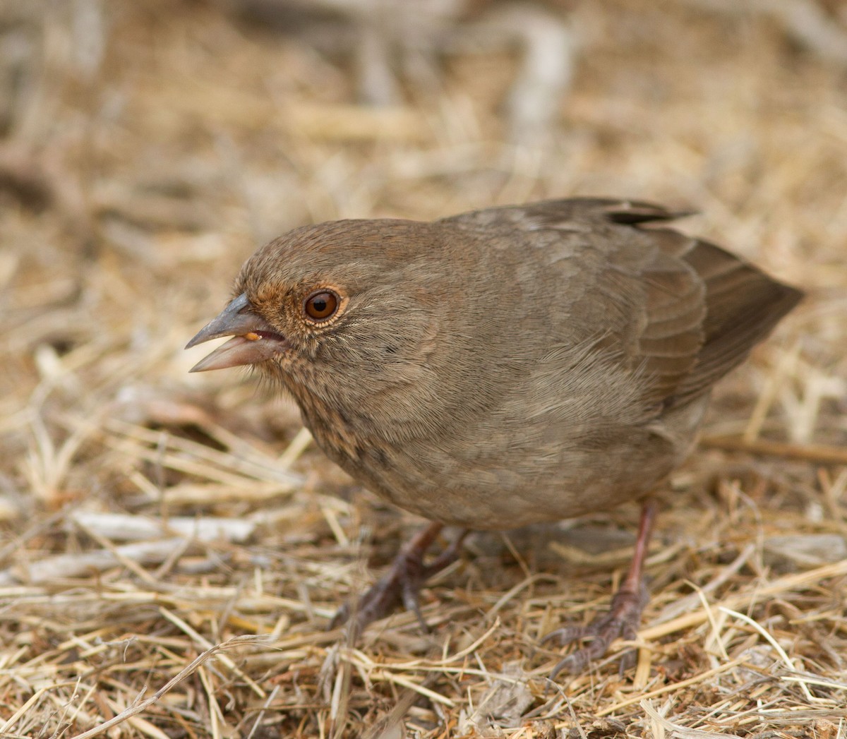 California Towhee - Adam Searcy