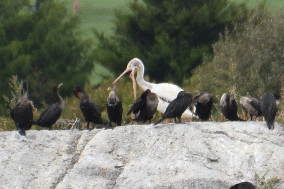 pelikán severoamerický - ML372910511