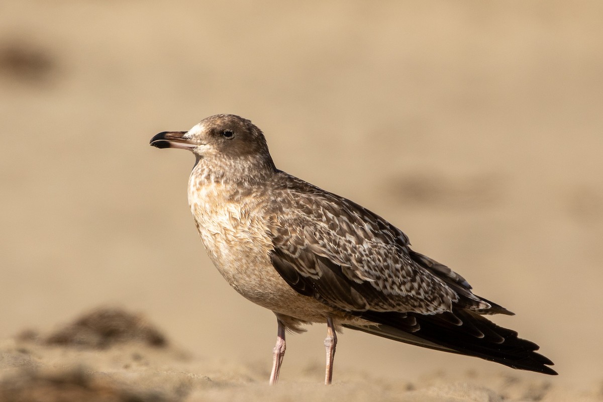 California Gull - Fred Hochstaedter