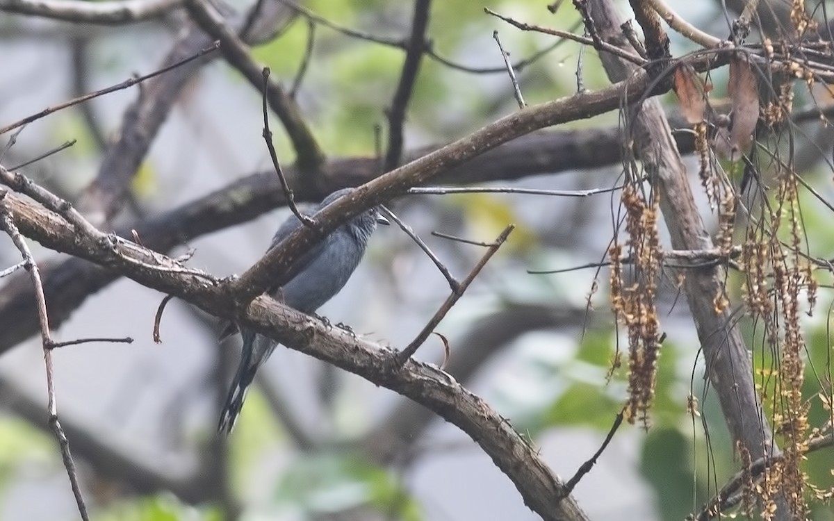 Black-winged Cuckooshrike - ML372912661