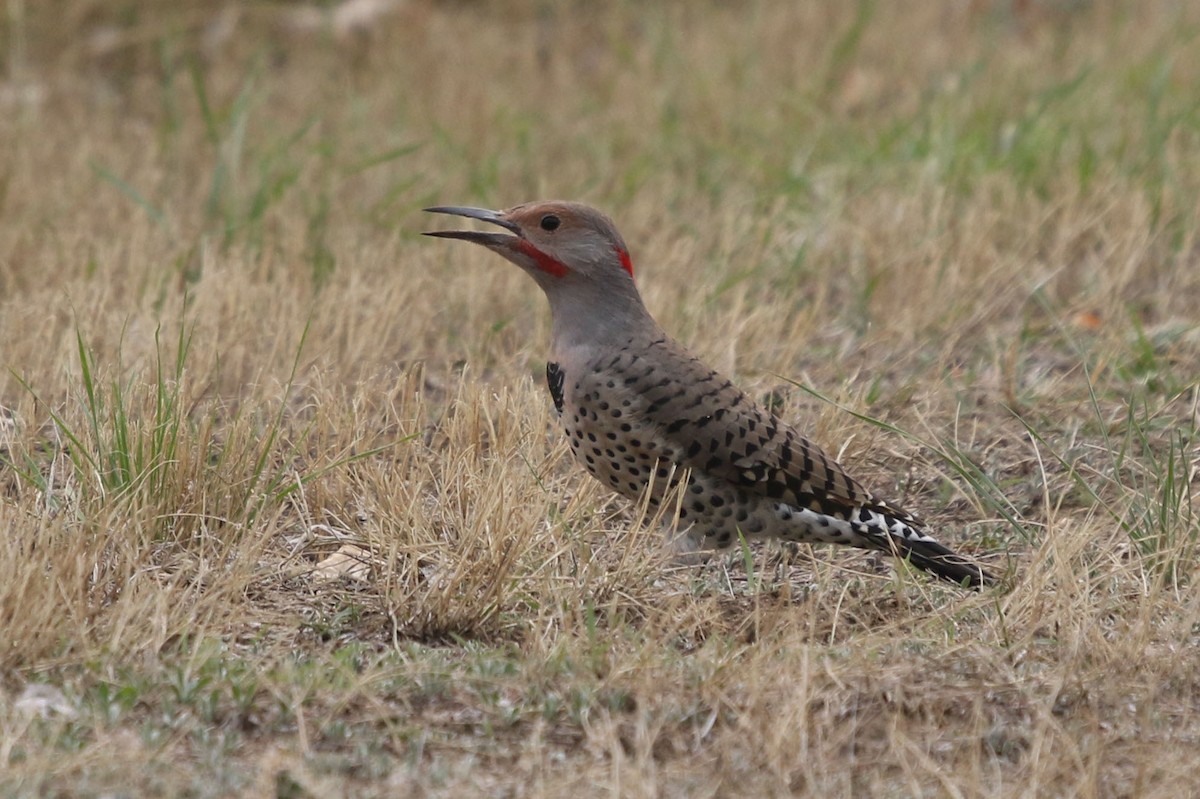 Northern Flicker (Yellow-shafted x Red-shafted) - ML372913431