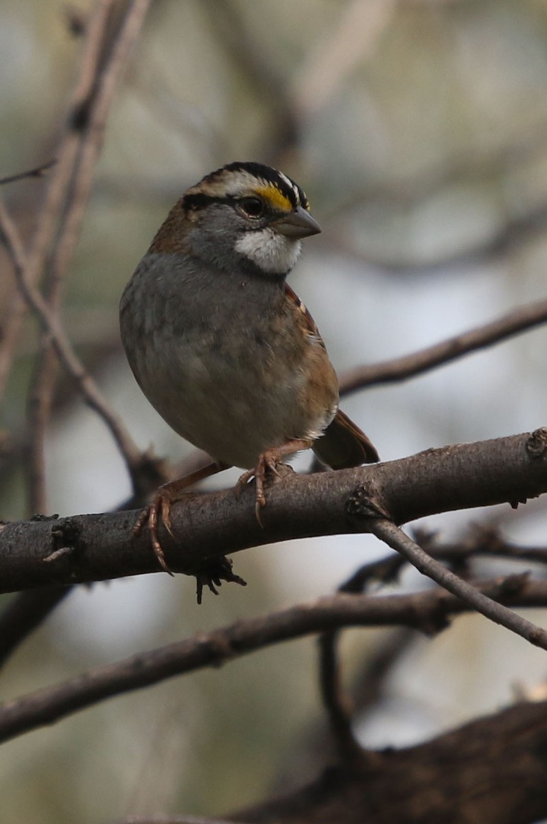 White-throated Sparrow - ML372915691