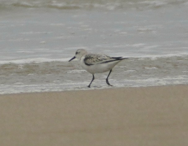 Гурвалж элсэг - ML372917461