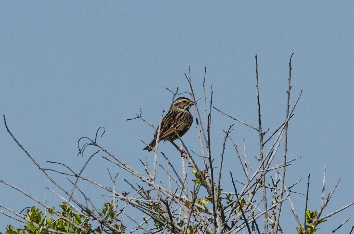 Savannah Sparrow - ML37291771