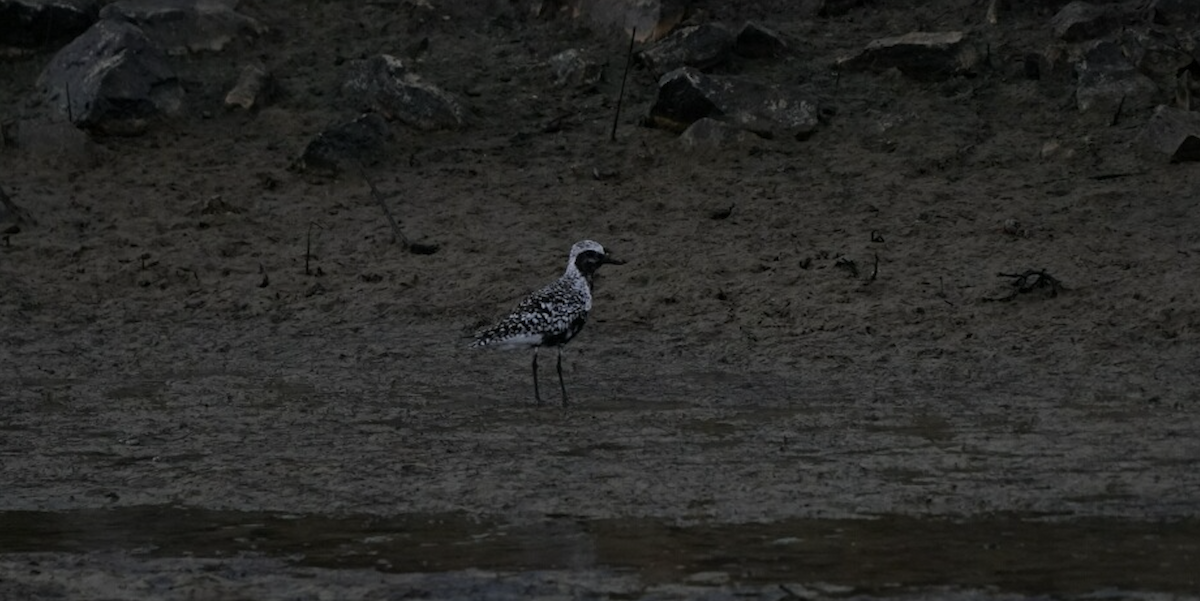 Black-bellied Plover - James Wheat