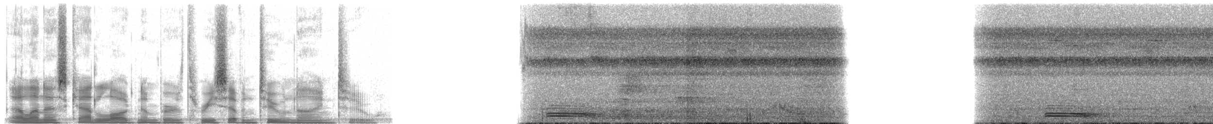 Broad-billed Motmot (Plain-tailed) - ML37292