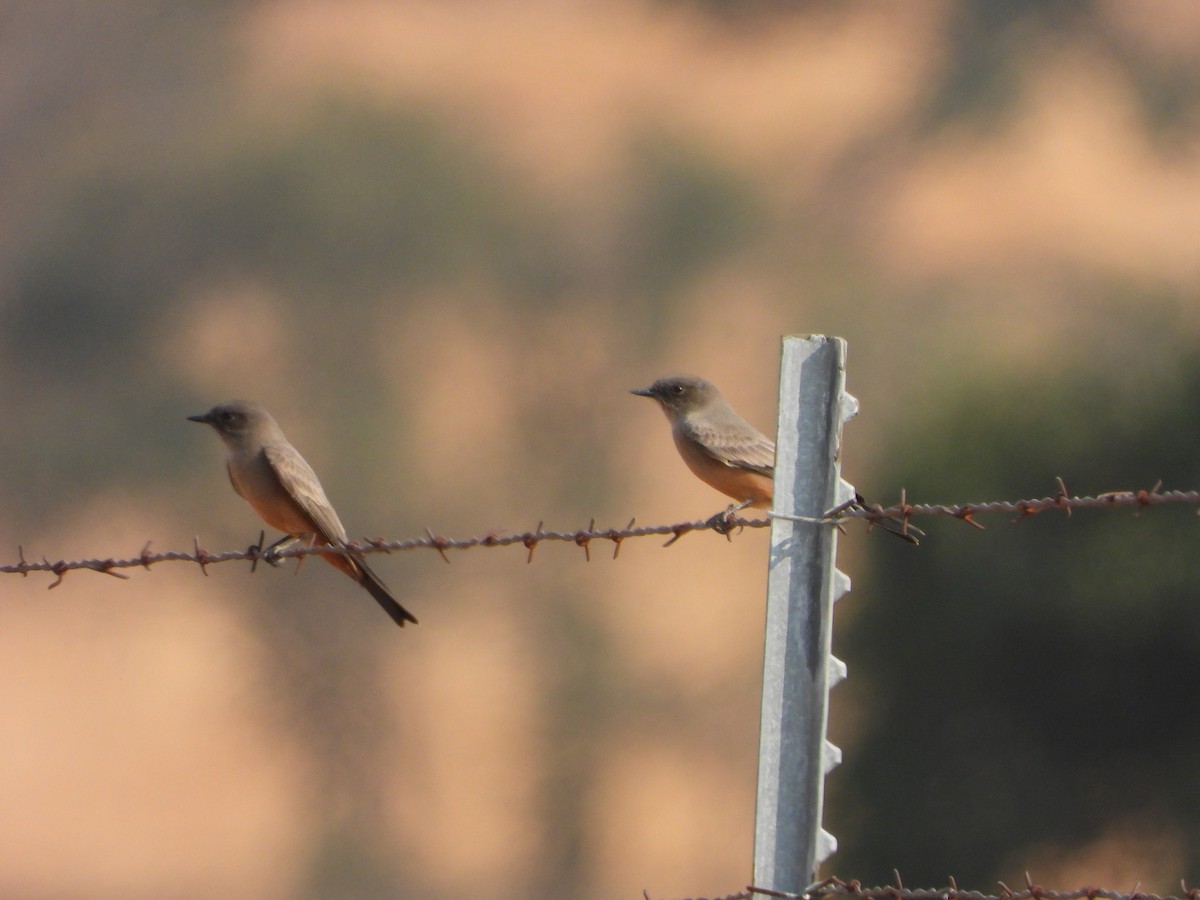 Say's Phoebe - ML372920441