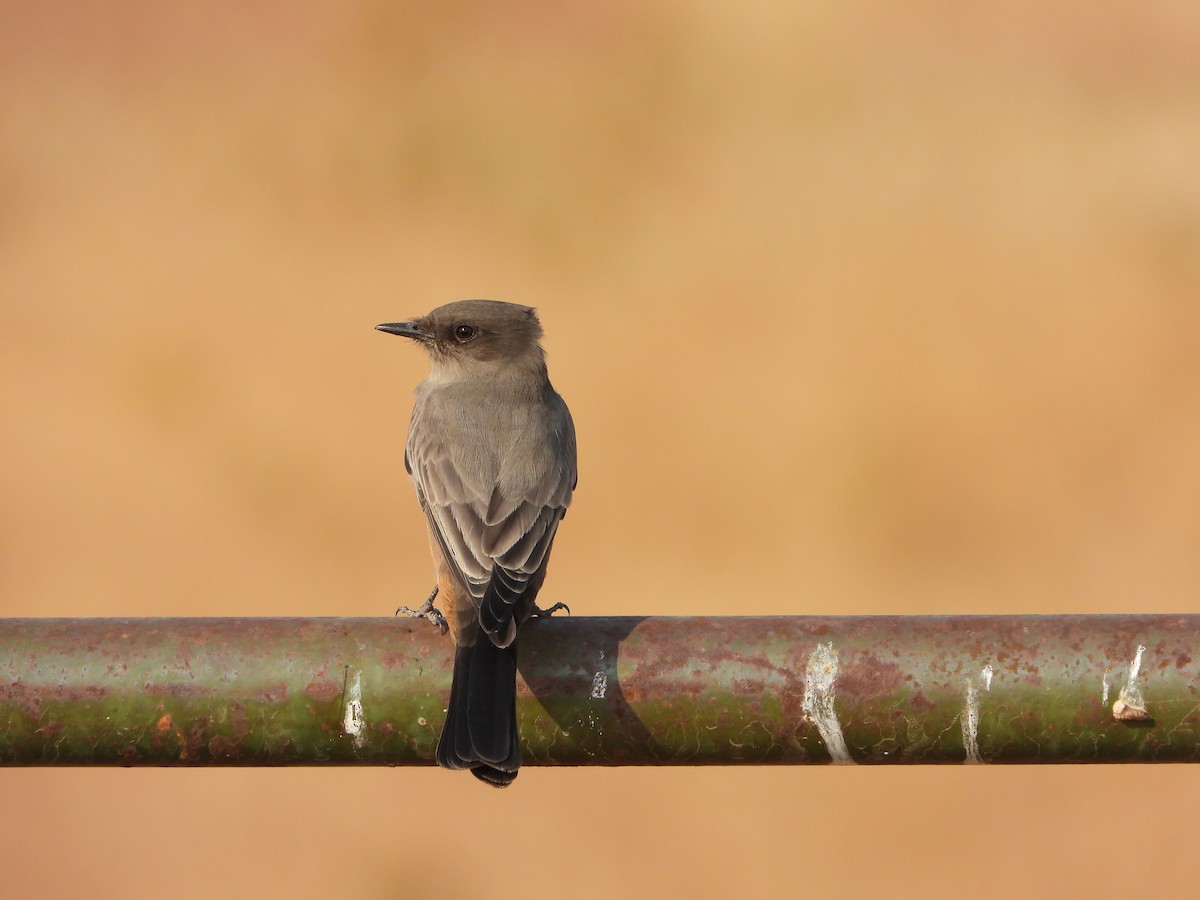 Say's Phoebe - ML372920521